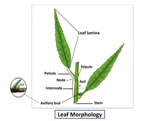 Leaf Morphology
Leaf lamina
Stipule
Petiole
Node
Internode
Axillary bud Stem
Axil
 