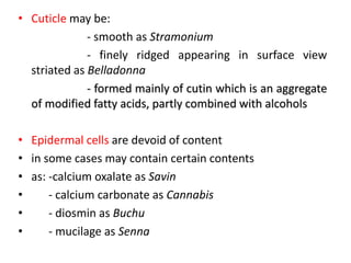 • Cuticle may be:
- smooth as Stramonium
- finely ridged appearing in surface view
striated as Belladonna
- formed mainly of cutin which is an aggregate
of modified fatty acids, partly combined with alcohols
• Epidermal cells are devoid of content
• in some cases may contain certain contents
• as: -calcium oxalate as Savin
• - calcium carbonate as Cannabis
• - diosmin as Buchu
• - mucilage as Senna
 