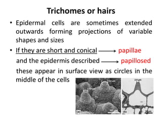 Trichomes or hairs
• Epidermal cells are sometimes extended
outwards forming projections of variable
shapes and sizes
• If they are short and conical papillae
and the epidermis described papillosed
these appear in surface view as circles in the
middle of the cells
 