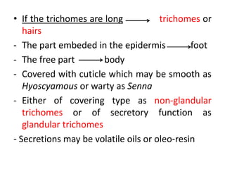 • If the trichomes are long trichomes or
hairs
- The part embeded in the epidermis foot
- The free part body
- Covered with cuticle which may be smooth as
Hyoscyamous or warty as Senna
- Either of covering type as non-glandular
trichomes or of secretory function as
glandular trichomes
- Secretions may be volatile oils or oleo-resin
 