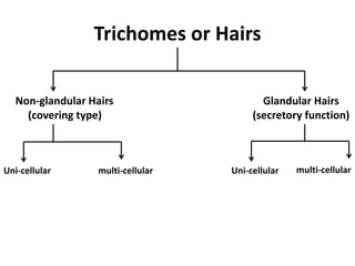 Trichomes or Hairs
Non-glandular Hairs
(covering type)
Glandular Hairs
(secretory function)
Uni-cellular multi-cellular multi-cellularUni-cellular
 