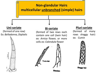 Uni-seriate
(formed of one row)
Ex: Belladonna, Digitalis
Bi-seriate
(formed of two rows each
contain one cell (twin hair)
ex: Arnica flower, or more
cells ex: Calendula flower
Pluri-seriate
(formed of many
rows shaggy hair)
ex: Cumin
Non-glandular Hairs
multicellular unbranched (simple) hairs
 