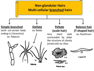 Non-glandular Hairs
Multi-cellular branched hairs
Simple branched
(with uni-seriate body
ending in 2 branches)
ex: Tobacco
Stellate
ex: Boldo
Peltate
(scale hair)
Very short stalk
surrounded by plate
like structure of closely
joined cells ex: Olea
Balance hair
(T-shaped hair)
ex: Pyrethrum
 
