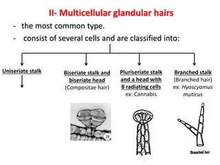 II- Multicellular glandular hairs
- the most common type.
- consist of several cells and are classified into:
Uniseriate stalk Biseriate stalk and
biseriate head
(Compositae hair)
Pluriseriate stalk
and a head with
8 radiating cells
ex: Cannabis
Branched stalk
(Branched hair)
ex: Hyoscyamus
muticus
 