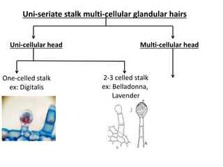 Uni-seriate stalk multi-cellular glandular hairs
Uni-cellular head Multi-cellular head
One-celled stalk
ex: Digitalis
2-3 celled stalk
ex: Belladonna,
Lavender
 