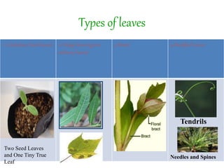 1- Cotyledons (Seed leaves). 2-Foliage leaves (green
ordinary leaves)
3-Bracts 4-Modified Leaves
Needles and Spines
Two Seed Leaves
and One Tiny True
Leaf
Types of leaves
Tendrils
 