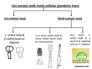 1- celled stalk &
2-celled head ex:
Digitalis
1-or more celled stalk &
many celled ovoid head
ex: Hyoscyamous
Uni-seriate stalk multi-cellular glandular hairs
Uni-cellular head Multi-cellular head
very short: 1-
celled stalk & a
head of 8 radiating
cells ex: F: Labiatae
Labiacious hair
 