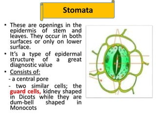 • These are openings in the
epidermis of stem and
leaves. They occur in both
surfaces or only on lower
surface.
• It’s a type of epidermal
structure of a great
diagnostic value
• Consists of:
- a central pore
- two similar cells; the
guard cells, kidney shaped
in Dicots while they are
dum-bell shaped in
Monocots
cStomata
 