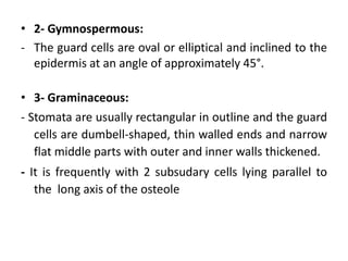 • 2- Gymnospermous:
- The guard cells are oval or elliptical and inclined to the
epidermis at an angle of approximately 45°.
• 3- Graminaceous:
- Stomata are usually rectangular in outline and the guard
cells are dumbell-shaped, thin walled ends and narrow
flat middle parts with outer and inner walls thickened.
- It is frequently with 2 subsudary cells lying parallel to
the long axis of the osteole
 