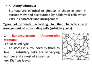 • 4- Dicotyledonous:
- Stomata are elliptical or circular in shape as seen in
surface view and surrounded by epidermal cells which
vary in characters and arrangement.
Types of stomata according to the characters and
arrangement of surrounding cells (subsidary cells):
1- Ranunculaceous (Anomocytic)
stomata:
-Equal celled type
- The stoma is surrounded by three to
five subsidary cells are of varying
number and almost of equal size
-ex: Digitalis leaves
 