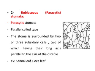 • 2- Rubiaceous (Paracytic)
stomata:
- Paracytic stomata
- Parallel celled type
- The stoma is surrounded by two
or three subsidary cells , two of
which having their long axis
parallel to the axis of the osteole
- ex: Senna leaf, Coca leaf
 