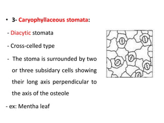 • 3- Caryophyllaceous stomata:
- Diacytic stomata
- Cross-celled type
- The stoma is surrounded by two
or three subsidary cells showing
their long axis perpendicular to
the axis of the osteole
- ex: Mentha leaf
 