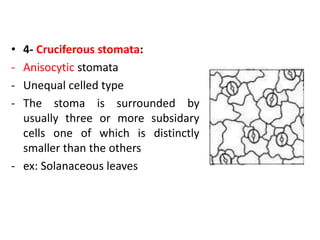 • 4- Cruciferous stomata:
- Anisocytic stomata
- Unequal celled type
- The stoma is surrounded by
usually three or more subsidary
cells one of which is distinctly
smaller than the others
- ex: Solanaceous leaves
 