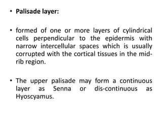 • Palisade layer:
• formed of one or more layers of cylindrical
cells perpendicular to the epidermis with
narrow intercellular spaces which is usually
corrupted with the cortical tissues in the mid-
rib region.
• The upper palisade may form a continuous
layer as Senna or dis-continuous as
Hyoscyamus.
 