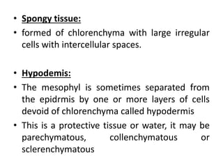 • Spongy tissue:
• formed of chlorenchyma with large irregular
cells with intercellular spaces.
• Hypodemis:
• The mesophyl is sometimes separated from
the epidrmis by one or more layers of cells
devoid of chlorenchyma called hypodermis
• This is a protective tissue or water, it may be
parechymatous, collenchymatous or
sclerenchymatous
 