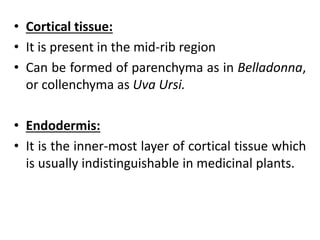 • Cortical tissue:
• It is present in the mid-rib region
• Can be formed of parenchyma as in Belladonna,
or collenchyma as Uva Ursi.
• Endodermis:
• It is the inner-most layer of cortical tissue which
is usually indistinguishable in medicinal plants.
 