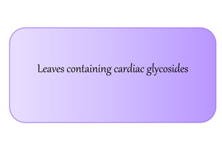 Leaves containing cardiac glycosides
 