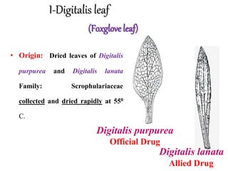 I-Digitalis leaf
(Foxglove leaf)
Digitalis lanata
Allied Drug
Digitalis purpurea
Official Drug
• Origin: Dried leaves of Digitalis
purpurea and Digitalis lanata
Family: Scrophulariaceae
collected and dried rapidly at 550
C.
 