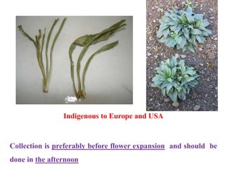 Indigenous to Europe and USA
Collection is preferably before flower expansion and should be
done in the afternoon
 