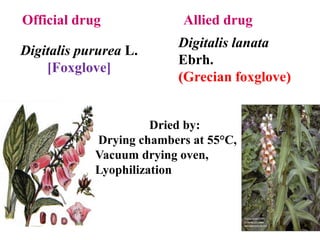 Digitalis pururea L.
[Foxglove]
Dried by:
Drying chambers at 55°C,
Vacuum drying oven,
Lyophilization
Digitalis lanata
Ebrh.
(Grecian foxglove)
Official drug Allied drug
 
