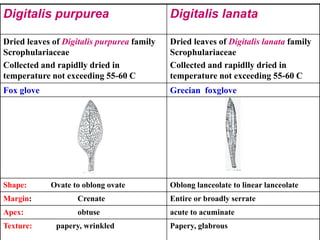 Digitalis lanataDigitalis purpurea
Dried leaves of Digitalis lanata family
Scrophulariaceae
Collected and rapidlly dried in
temperature not exceeding 55-60 C
Dried leaves of Digitalis purpurea family
Scrophulariaceae
Collected and rapidlly dried in
temperature not exceeding 55-60 C
Grecian foxgloveFox glove
Oblong lanceolate to linear lanceolateShape: Ovate to oblong ovate
Entire or broadly serrateMargin: Crenate
acute to acuminateApex: obtuse
Papery, glabrousTexture: papery, wrinkled
 