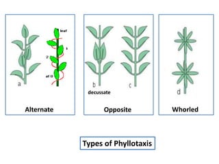 Types of Phyllotaxis
Alternate Opposite Whorled
decussate
 
