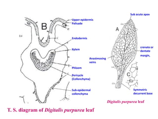 Upper epidermis
Palisade
Endodermis
Xylem
Phloem
Pericycle
(Collenchyma)
Sub-epidermal
collenchyma
Sub acute apex
crenate or
dentate
margin,
Symmetric
decurrent base
Anastmosing
veins
T. S. diagram of Digitalis purpurea leaf
Digitalis purpurea leaf
 