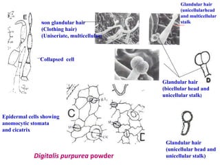 Non glandular hair
(Clothing hair)
(Uniseriate, multicellular)
Glandular hair
(bicellular head and
unicellular stalk)
Collapsed cell
Glandular hair
(unicellularhead
and multicellular
stalk
Epidermal cells showing
anomocytic stomata
and cicatrix
Digitalis purpurea powder
Glandular hair
(unicellular head and
unicellular stalk)
 