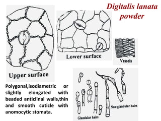 Polygonal,isodiametric or
slightly elongated with
beaded anticlinal walls,thin
and smooth cuticle with
anomocytic stomata.
Digitalis lanata
powder
 