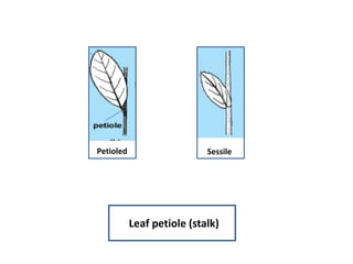 SessilePetioled
Leaf petiole (stalk)
 