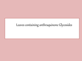 Leaves containing anthraquinone Glycosides
 