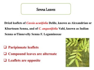 Dried leaflets of Cassia acutifolia Delile, known as Alexandrian or
Khartoum Senna, and of C. angustifolia Vahl, known as Indian
Senna orTinnevelly Senna F. Leguminosae
 Paripinnate leaflets
 Compound leaves are alternate
 Leaflets are opposite
Senna Leaves
 