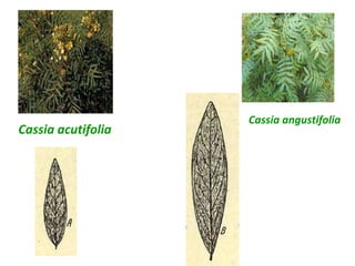 Cassia angustifolia
Cassia acutifolia
 