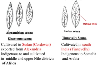 Cultivated in Sudan (Cordovan)
exported from Alexandria
Indigenous to and cultivated
in middle and upper Nile districts
of Africa
Cultivated in south
India (Tinnevelly)
Indigenous to Somalia
and Arabia
Khartoum senna Tinnevelly Senna
Oblique lines
 