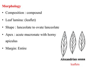 Morphology
• Composition : compound
• Leaf lamina: (leaflet)
• Shape : lanceolate to ovate lanceolate
• Apex : acute mucronate with horny
apiculus
• Margin: Entire
leaflets
 