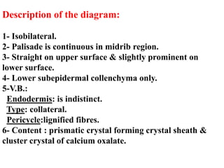 Description of the diagram:
1- Isobilateral.
2- Palisade is continuous in midrib region.
3- Straight on upper surface & slightly prominent on
lower surface.
4- Lower subepidermal collenchyma only.
5-V.B.:
Endodermis: is indistinct.
Type: collateral.
Pericycle:lignified fibres.
6- Content : prismatic crystal forming crystal sheath &
cluster crystal of calcium oxalate.
 
