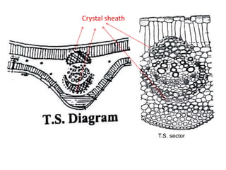 Crystal sheath
T.S. sector
 