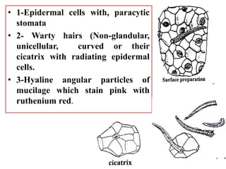 • 1-Epidermal cells with, paracytic
stomata
• 2- Warty hairs (Non-glandular,
unicellular, curved or their
cicatrix with radiating epidermal
cells.
• 3-Hyaline angular particles of
mucilage which stain pink with
ruthenium red.
 