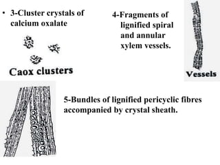 • 3-Cluster crystals of
calcium oxalate
4-Fragments of
lignified spiral
and annular
xylem vessels.
5-Bundles of lignified pericyclic fibres
accompanied by crystal sheath.
 