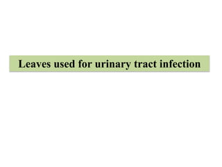 Leaves used for urinary tract infection
 