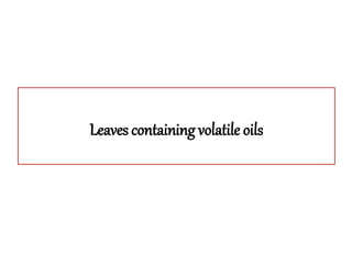 Leaves containing volatile oils
 