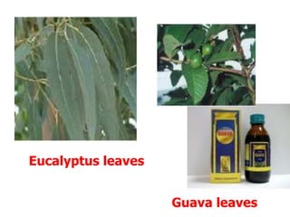 Eucalyptus leaves
Guava leaves
 