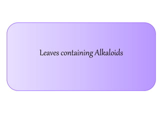 Leaves containing Alkaloids
 