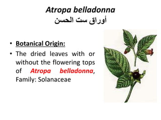 Atropa belladonna
‫الحسن‬ ‫ست‬ ‫أوراق‬
• Botanical Origin:
• The dried leaves with or
without the flowering tops
of Atropa belladonna,
Family: Solanaceae
 