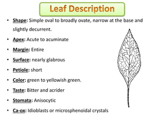 • Shape: Simple oval to broadly ovate, narrow at the base and
slightly decurrent.
• Apex: Acute to acuminate
• Margin: Entire
• Surface: nearly glabrous
• Petiole: short
• Color: green to yellowish green.
• Taste: Bitter and acrider
• Stomata: Anisocytic
• Ca-ox: Idioblasts or microsphenoidal crystals
 