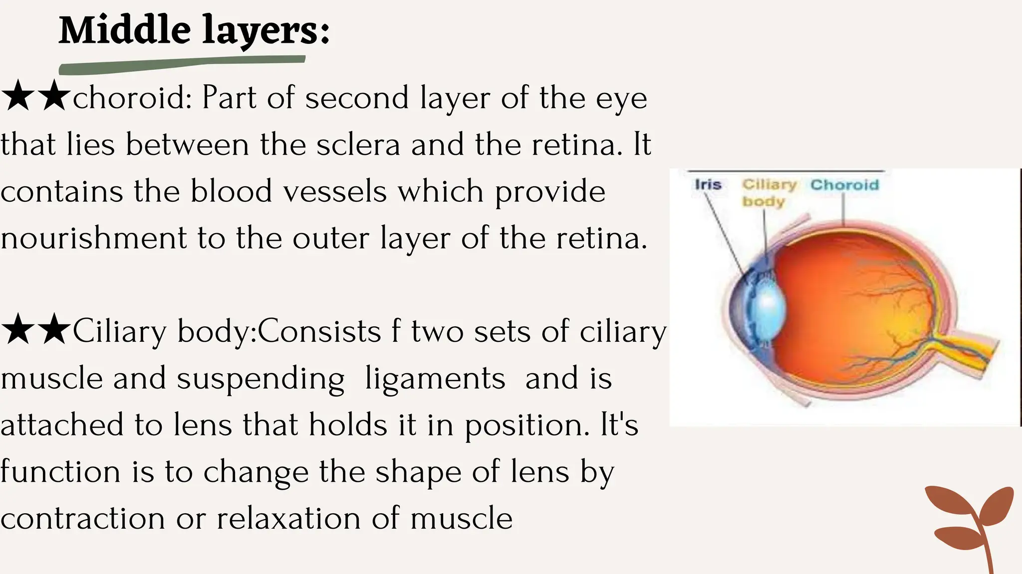 Middle layers:
★★choroid: Part of second layer of the eye
that lies between the sclera and the retina. It
contains the blood vessels which provide
nourishment to the outer layer of the retina.
★★Ciliary body:Consists f two sets of ciliary
muscle and suspending ligaments and is
attached to lens that holds it in position. It's
function is to change the shape of lens by
contraction or relaxation of muscle
 