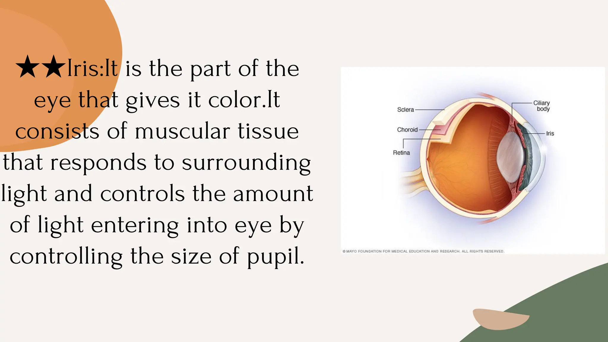 ★★Iris:It is the part of the
eye that gives it color.It
consists of muscular tissue
that responds to surrounding
light and controls the amount
of light entering into eye by
controlling the size of pupil.
 