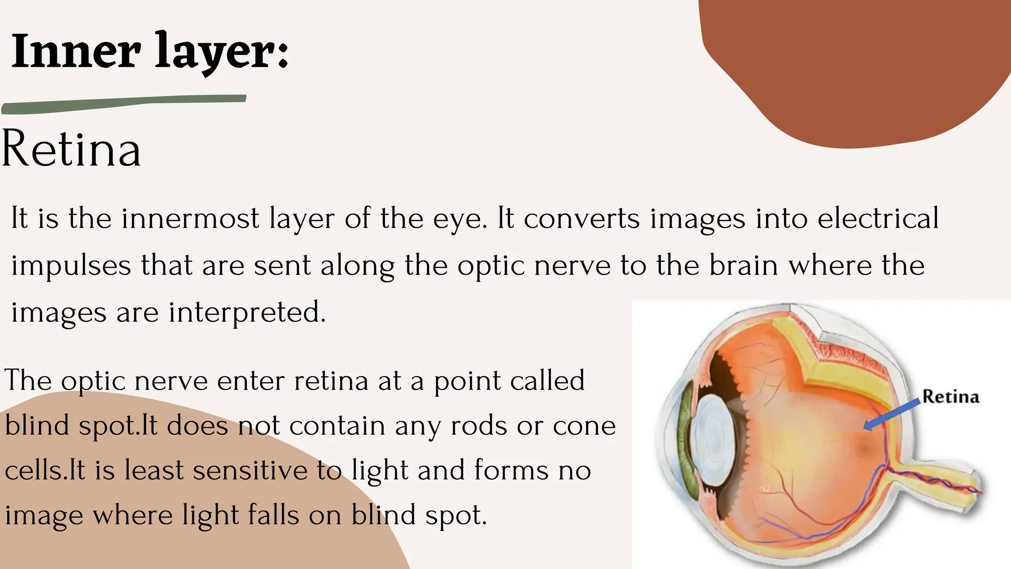 Inner layer:
It is the innermost layer of the eye. It converts images into electrical
impulses that are sent along the optic nerve to the brain where the
images are interpreted.
The optic nerve enter retina at a point called
blind spot.It does not contain any rods or cone
cells.It is least sensitive to light and forms no
image where light falls on blind spot.
Retina
 