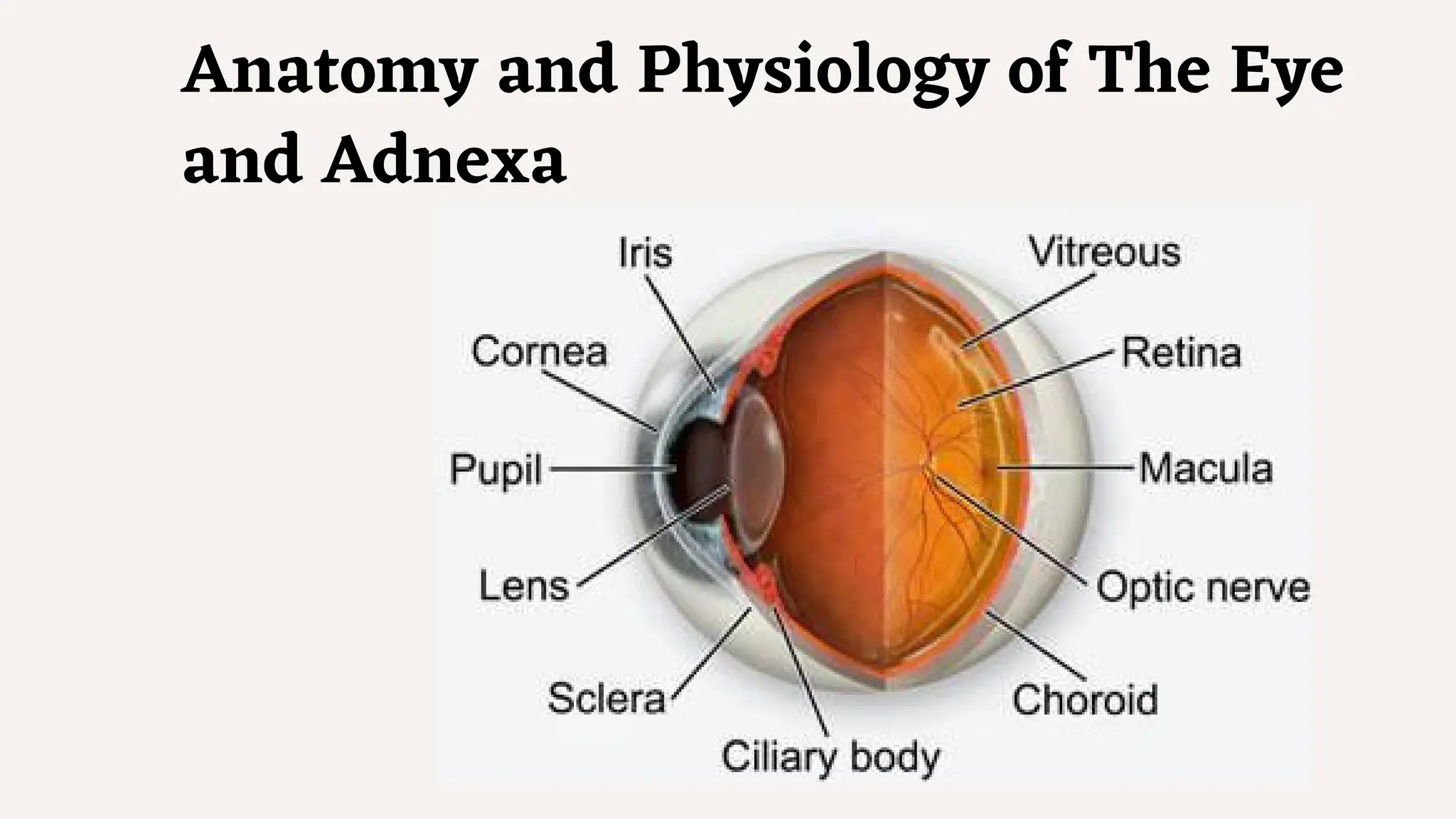 Anatomy and Physiology of The Eye
and Adnexa
 