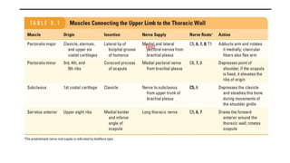 All muscles of upper and lower limbs MSS block 